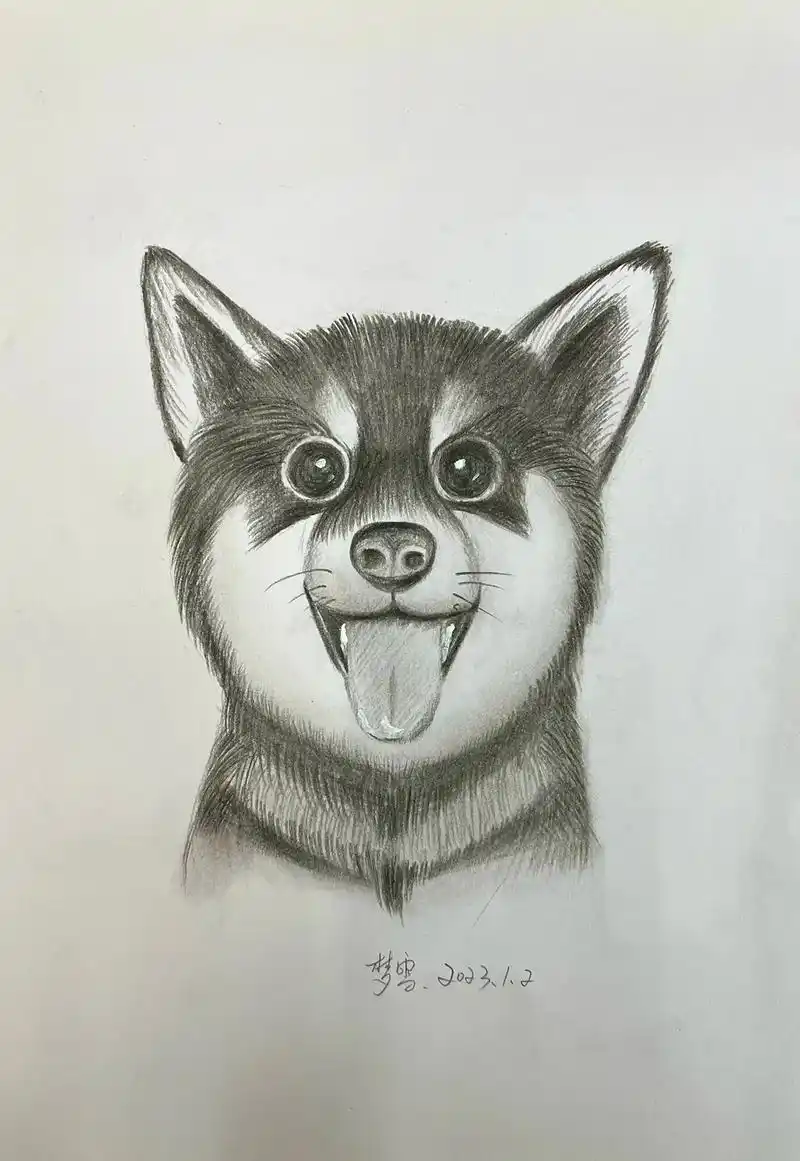 哈士奇狗狗小时候长什么样