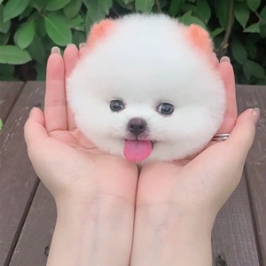 茶杯犬宠物真狗长不大俊介博美幼犬宠物狗活物迷你好养的杯子小狗