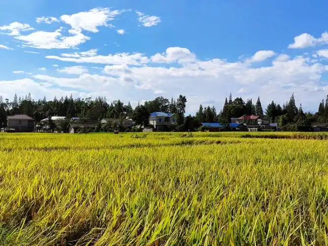 【丰收的大地摄影图片】风光摄影_太平洋电脑网摄影部落