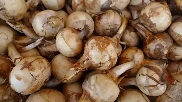 这6种市场上不常见的蔬菜,我在北方市场一个都没见过,你见过吗?