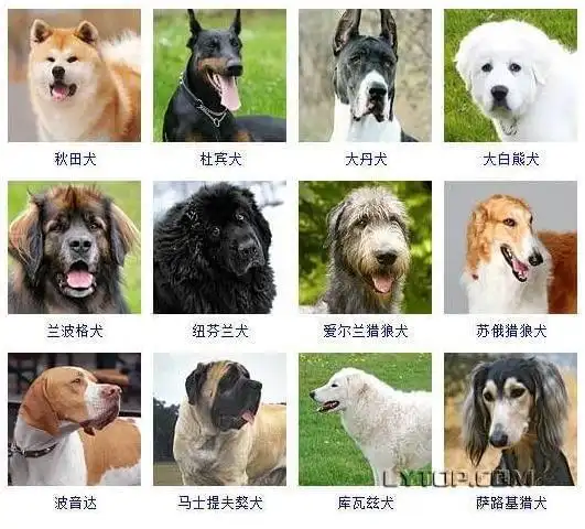 128种狗狗智商排名,第一名竟是边境牧羊犬