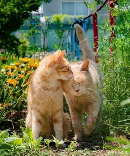 【猫咪图片】两只猫互相依偎