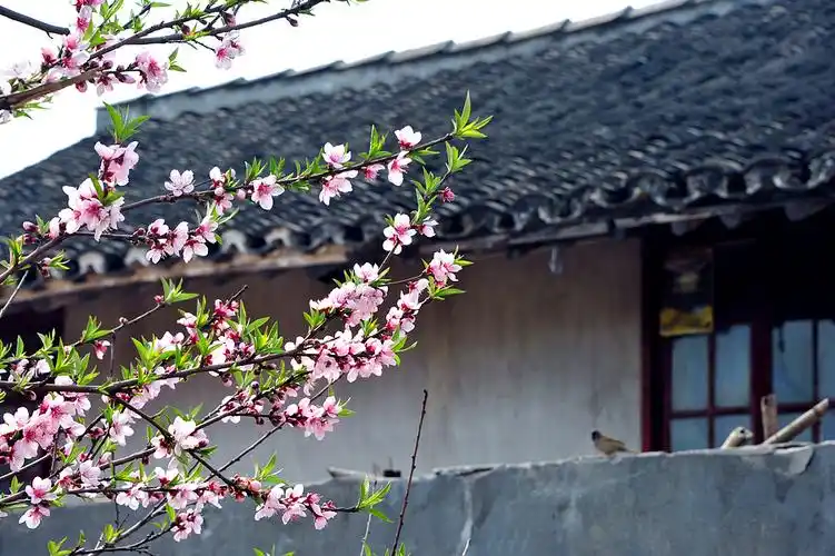 筠西老街的老屋,桃花.