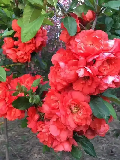 富贵王子海棠发展前景怎么样