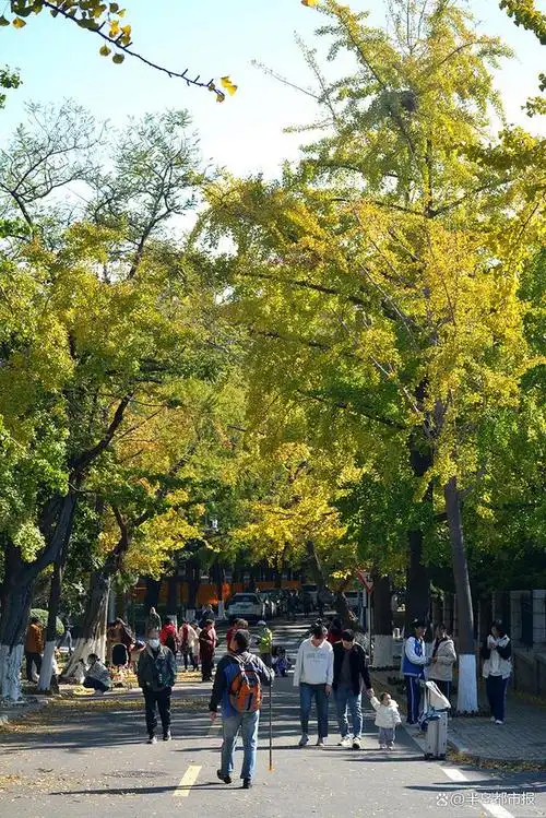 眼下,位于青岛老城区的八大关风景区迎来了一年中最美的季节,金黄与