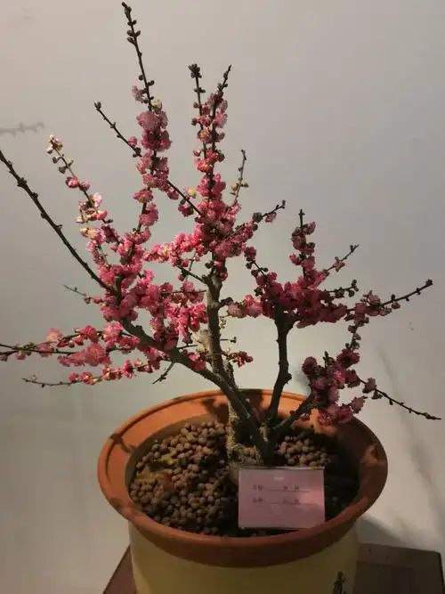 欣赏梅花盆景展