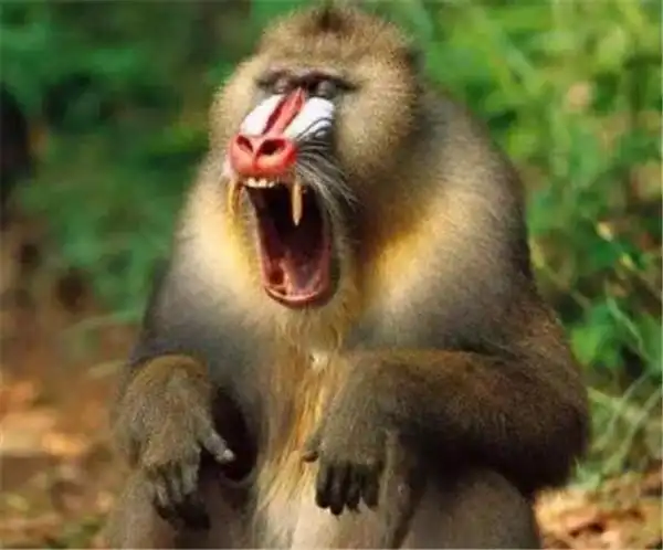 大马猴是什么梗(民间大马猴的恐怖传说)