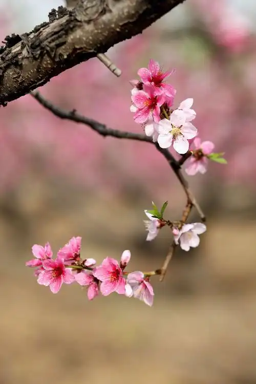 桃花源里拍桃花 摄影:于宝华 2019.4.18