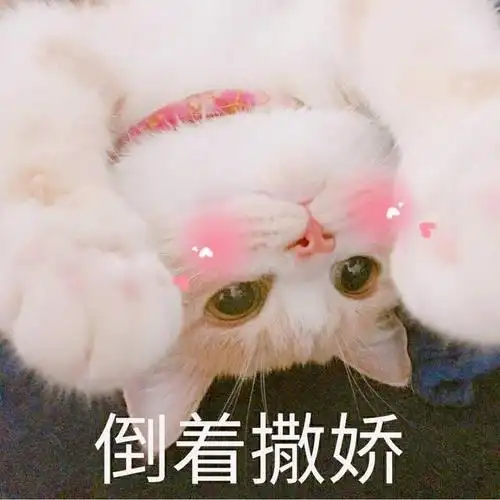 猫咪撒娇表情图片 撒娇的猫咪太撩人了~~~ - 【可爱点】