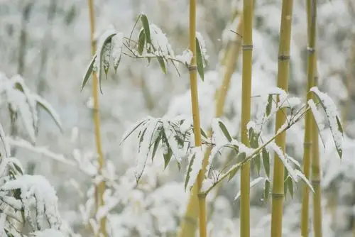 雪.竹