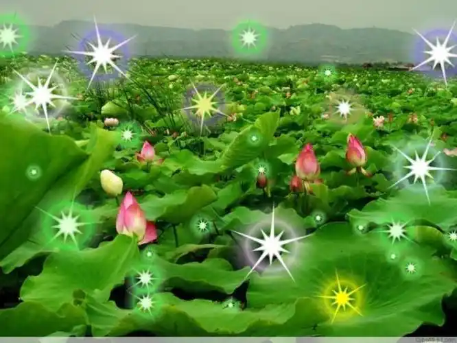 【转载】快到七宝池种-朵自己的莲花吧!