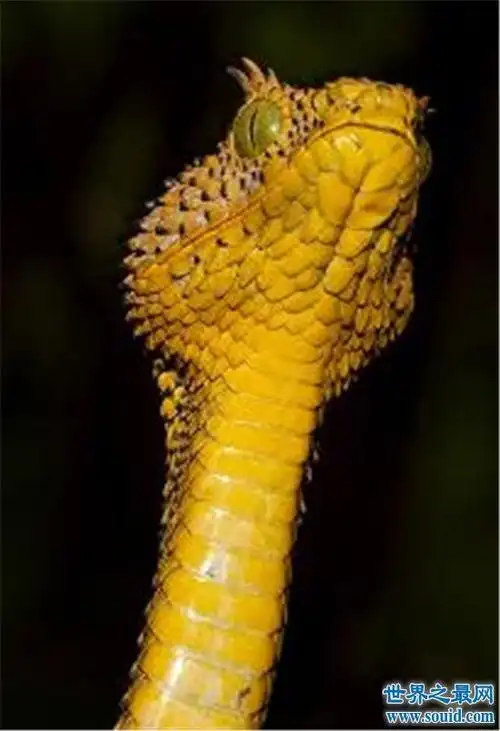 世界上最怪异的蛇,爪哇闪皮蛇这个名字就足够怪异了