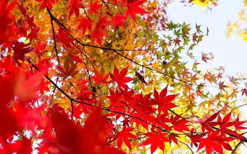 唯美红色枫叶图片桌面壁纸