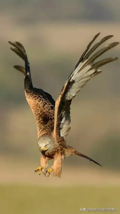 有关雏鹰的名言关于雄鹰的励志名言或对联