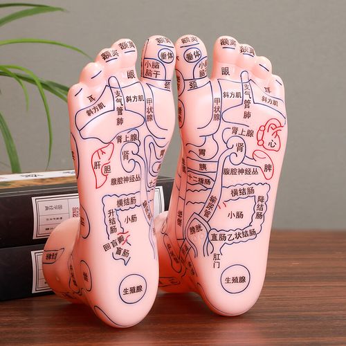 子木雅居 穴位图脚模形 足部穴位模型脚部反射区一对装大号清晰刻字