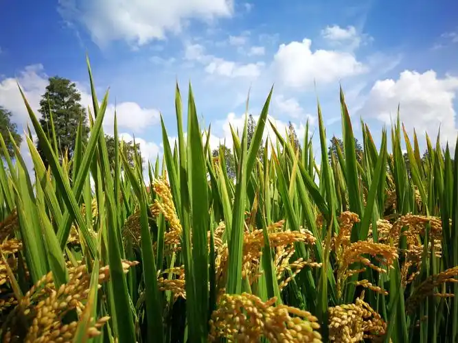 金色的麦浪:又是一年金秋至,秋高气爽,稻穗沉甸甸,丰收在望好时光.