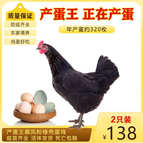 黑凤鸡粉绿壳下蛋鸡活鸡包活到家黑毛土鸡活苗纯种产蛋王母鸡活体