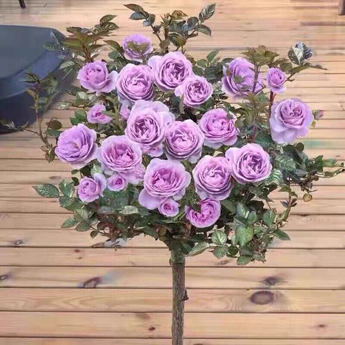 蓝色风暴棒棒糖月季