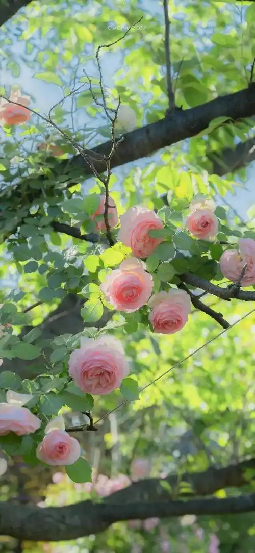 壁纸合集 | 今日份小清新壁纸