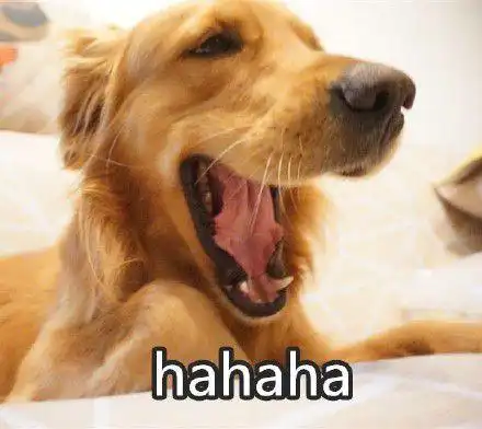 金毛犬表情包大全