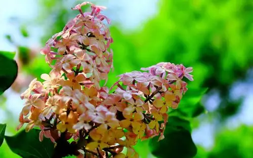 丁香花图片高清电脑桌面壁纸