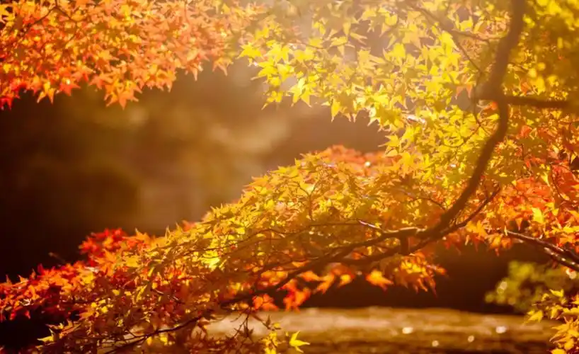 初秋的诗句优美初秋的唯美诗句