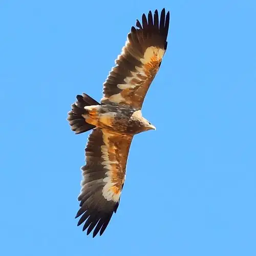 走近猛禽世界———我的雄鹰在飞翔