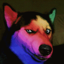 表情包 动态图 闪瞎眼系列 by鱼