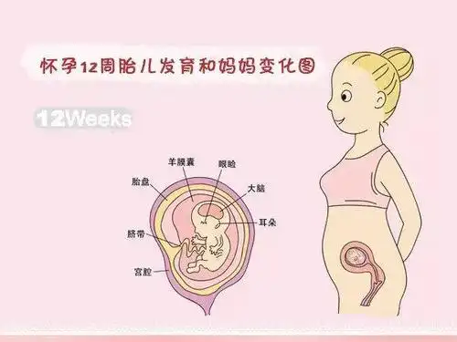 怀孕1-40周胎儿发育和妈妈变化!