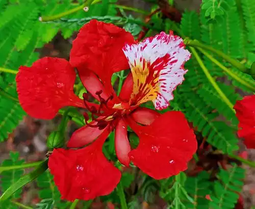 其它 凤凰木花开景更美 写美篇  凤凰木被誉为厦门市市树.