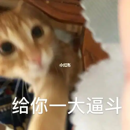 真是有损本女明星形象#我的猫  #田园猫  #橘猫  #猫咪表情包  #表情