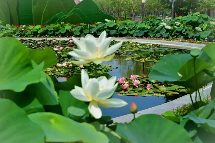 莲花池里荷花美一20200706