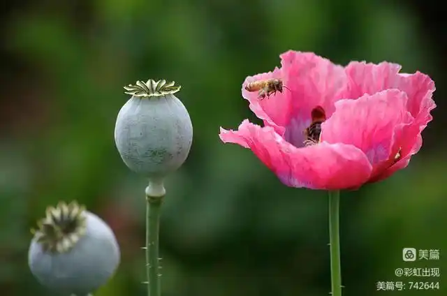 罂粟花又名鸦片花,大烟花.