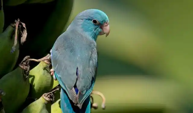 太平洋鹦鹉是合法可养的吗