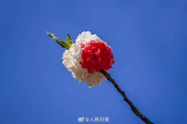 #被粉白双拼的桃花惊艳到了##双色桃花壁纸#