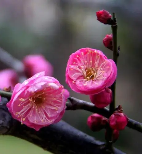 最漂亮的雪中梅花头像雪中寒梅微信头像图片适合做头像的梅花