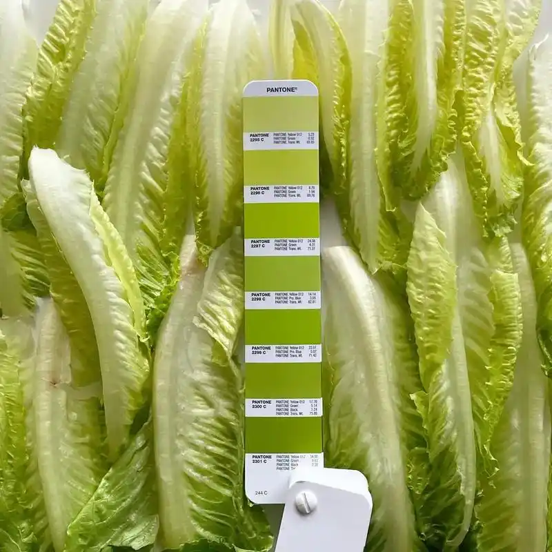 pantone食品类色卡参考.#绿色蔬菜 #今日分享 #色卡 - 抖音