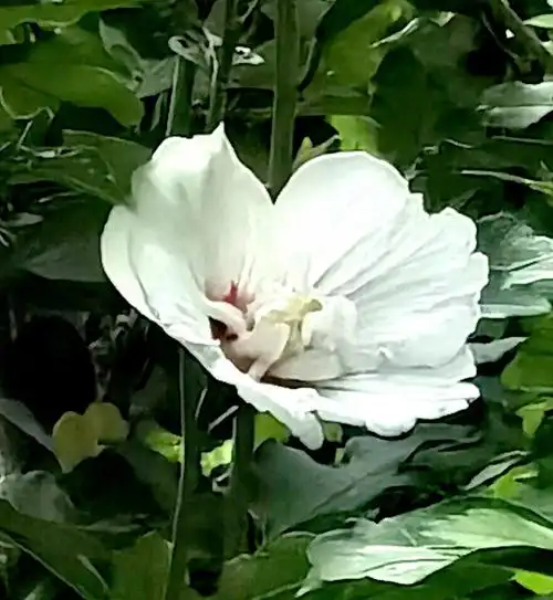 分享几朵白色的木槿花,提振快乐的好心情!