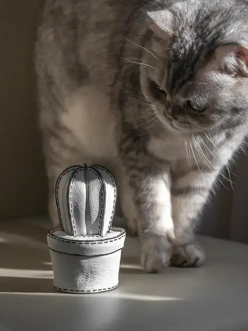 一起晒太阳吧喵酱～🌞