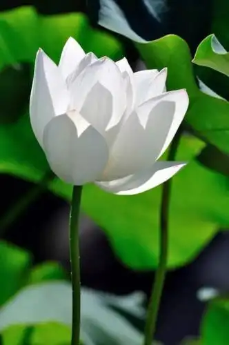 佛教莲花卡通图片_第1页