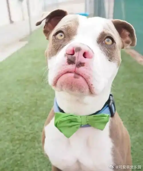 微博影像年##万物有灵#汪星人天天摆着一张欠揍的脸,你是新的表情帝