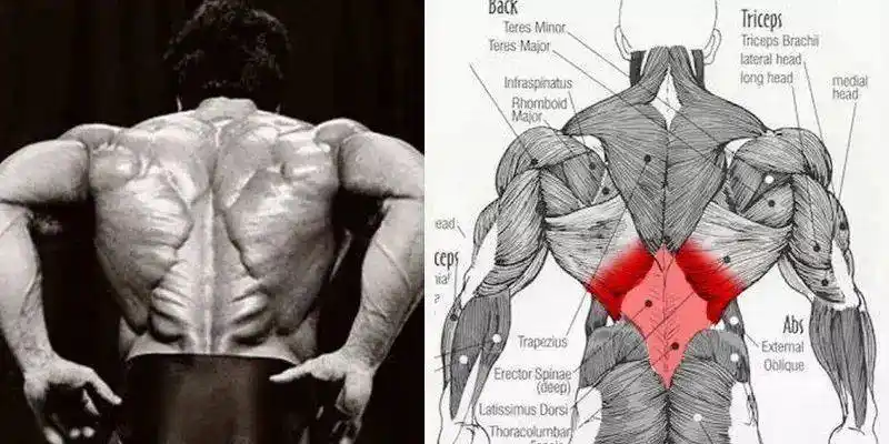 你见过"肌肉圣诞树"吗?李小龙的极致背肌一般人还真练不出来!