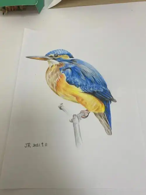 彩铅画鸟过程翠鸟