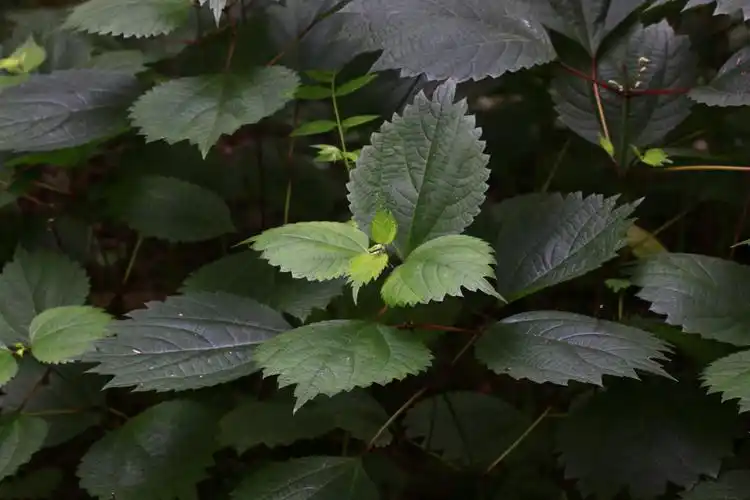 野线麻荨麻科苎麻属