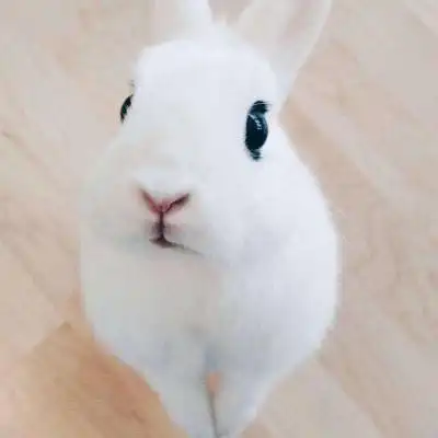 真实呆萌萌萌兔子头像,动物头像图片-回车桌面
