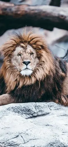 狮子,岩石,动物园 5k