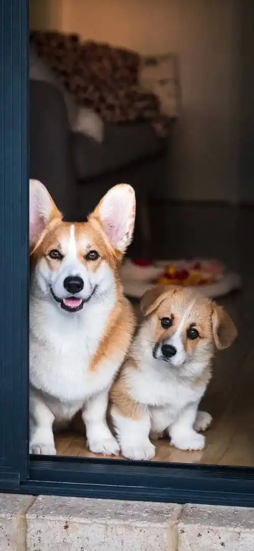 壁纸|超萌的狗狗猫咪壁纸