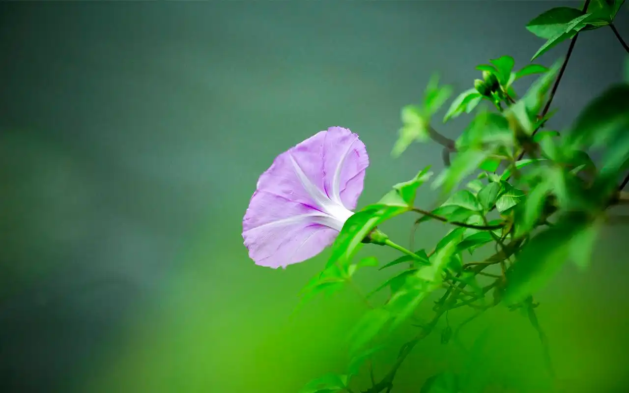 绿色护眼花卉植物微距摄影高清图片壁纸