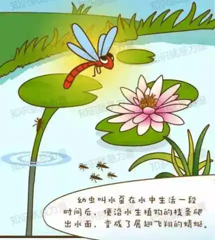 蜻蜓点水并不是为了玩耍那么原因是什么呢