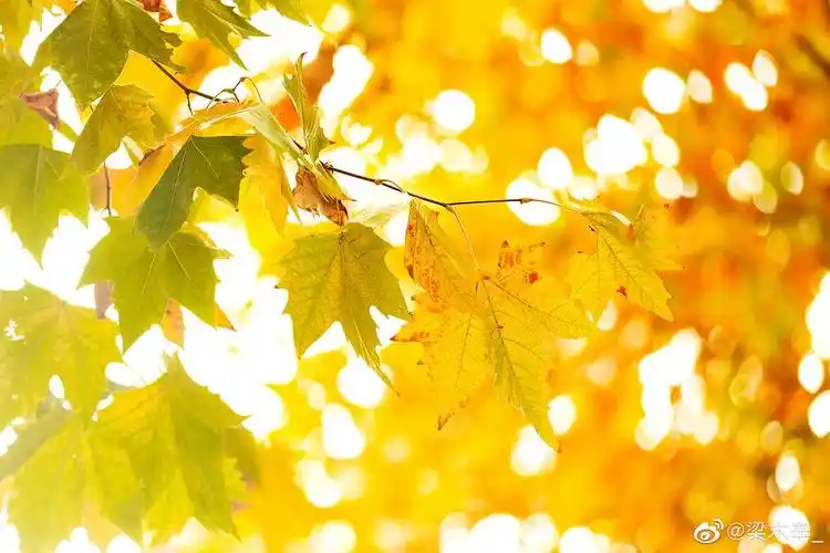 ipad壁纸合集不定期更新风景图为主